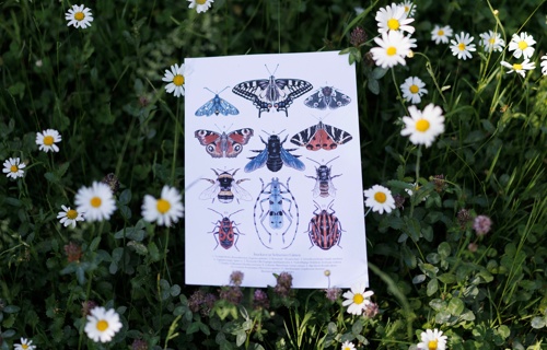 Wildbienenparadies - Blumen für kleine Helden
