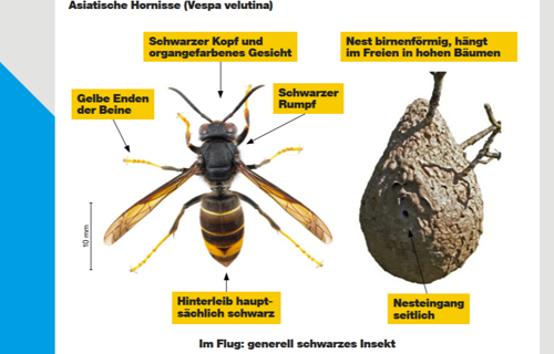 Bekämpfung der Asiatischen Hornisse