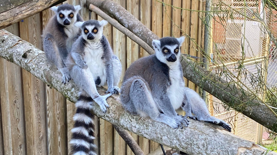 Neuer Aussen-Kanal für unsere Lemuren