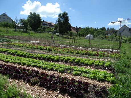 Rückblick und Ausblick: GemüseAbos und Lädeliglück