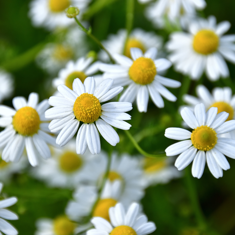 Parrainage d'une Camomille