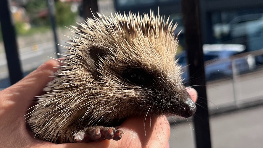 Aufbau Anfangsstation für Igel in der Zentralschweiz