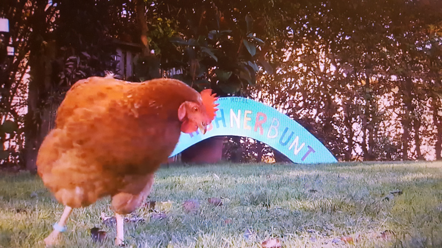 Sängerin - Musikerin - ERICA ARNOLD - Livemusik