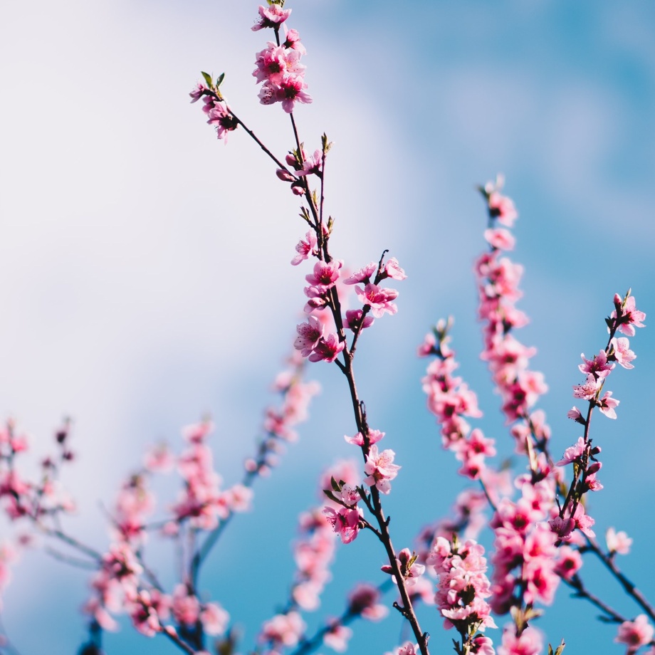 BERNI STUTZT DEINEN BAUM ZURECHT
