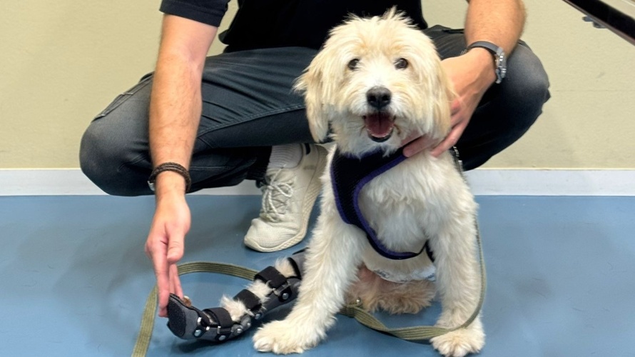 Kompromissloser Tierschutz: zweite Chancen für Tiere