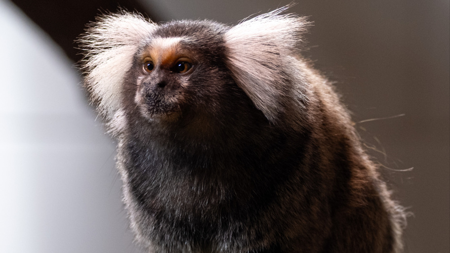 Tierfreunde Verein Wannenwis