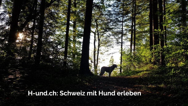  Neue Webseite für Hundefreunde (H-und.ch) 