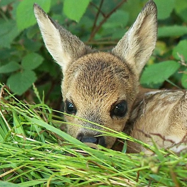 Foto von gerettetem Rehkitz