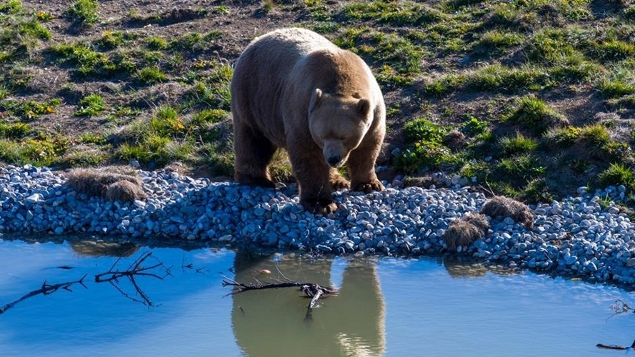 BÄREN SOLLEN IN AROSA WIEDER WAS ZU LACHEN HABEN