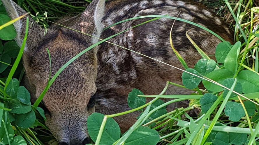 Rehkitzrettung Gantrisch