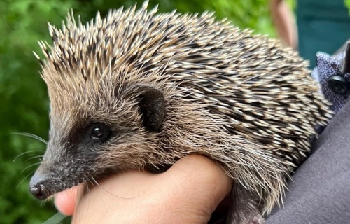 Igel Hilfe Kanton Zug