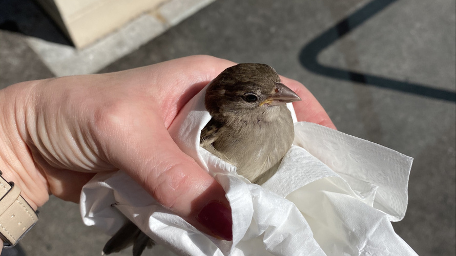 Hilfe für verletzte Singvögel und Jungvögel
