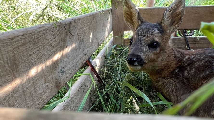 Neue Drohnen für die Region St. Gallen und Oberthurgau