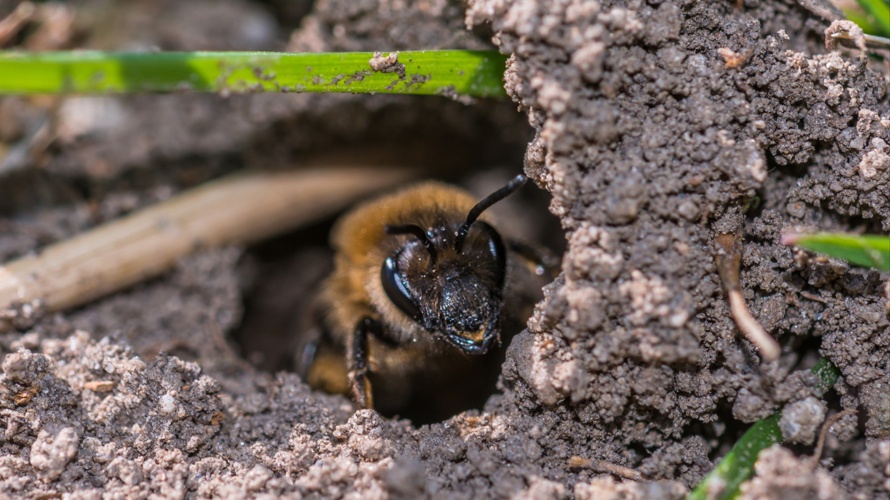 Sandlinsen für Wildbienen