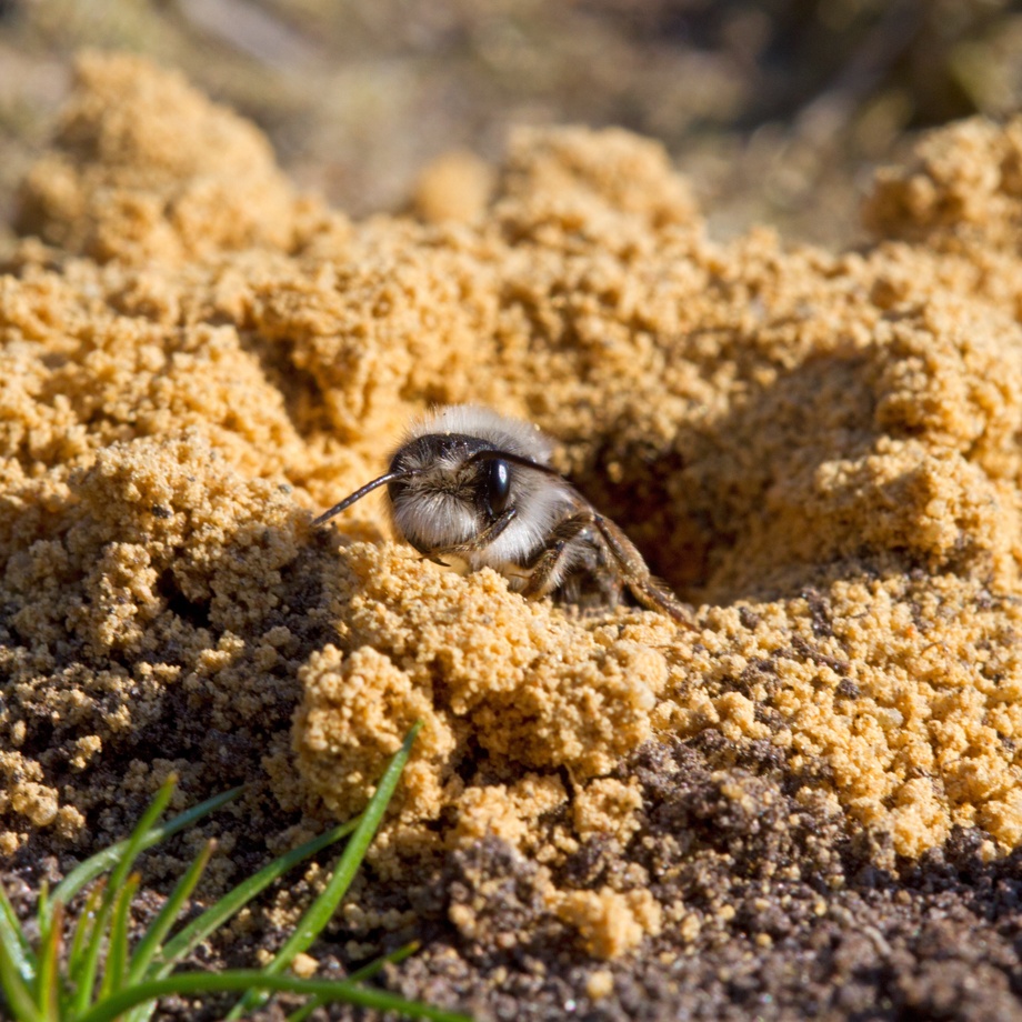 Einladung zum Eröffnungs-Apéro der grossen Sandlinsen Untergädmen, St.Gallen