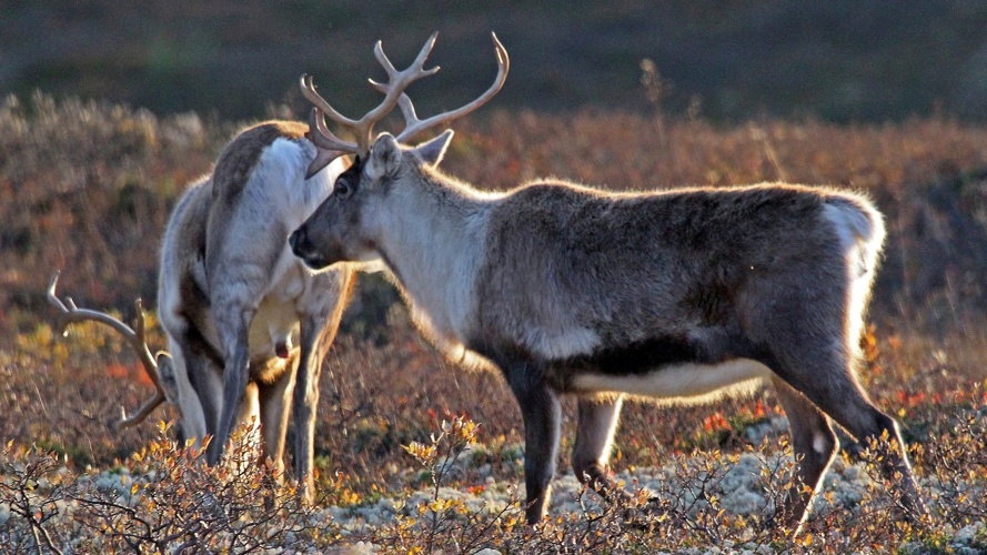 EuroTour 19/20 - Tromsø, Norwegen