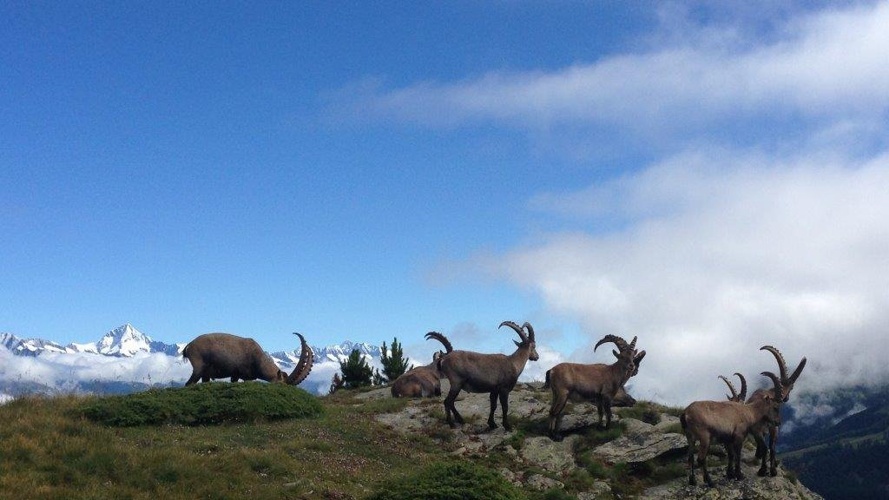 Jugendweltmeisterschaft Castingsport Grächen / St.Niklaus