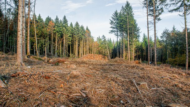  Projekt Lebensraum Wald 