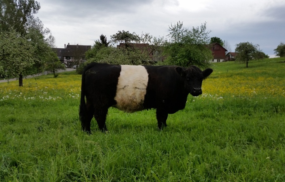 Wurst aus dem Fleisch der schottischen Galloway-Rinder vom Husemerhof ZH