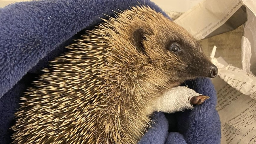 Rettung für Igel in Not