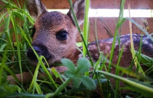 Herzensangelegenheit Rehkitzrettung