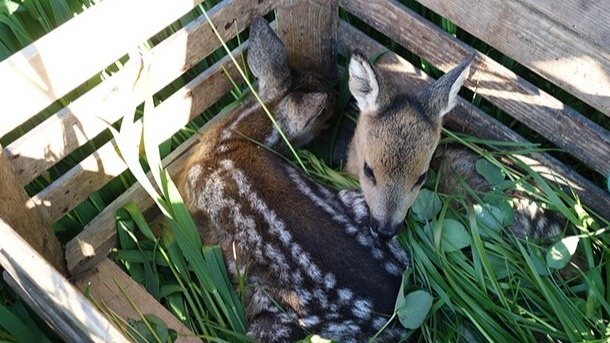 gemeinsame Rehkitz & Wildtier Rettung