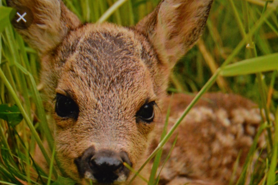 Besuch eines Drohnenflugs während einer Übung