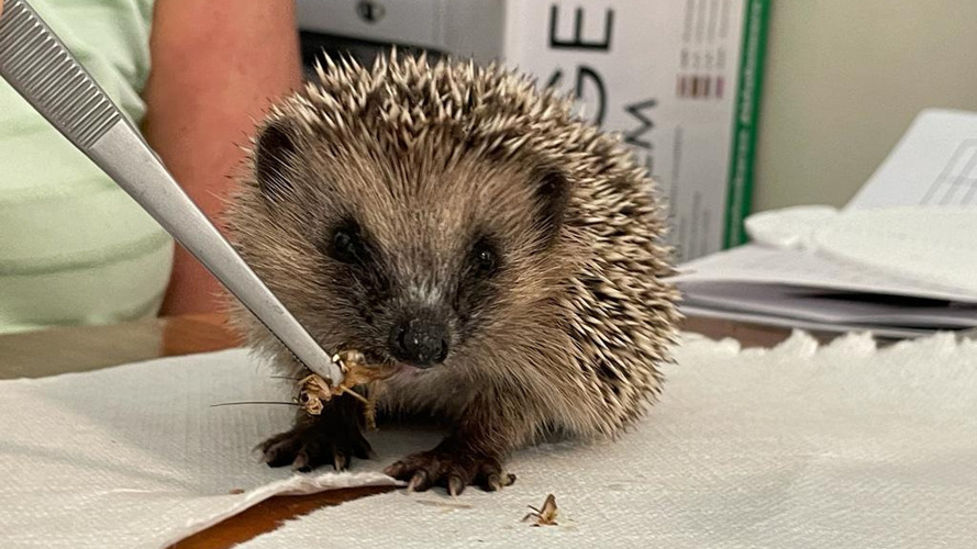 Hilfe für unsere Igelbabies