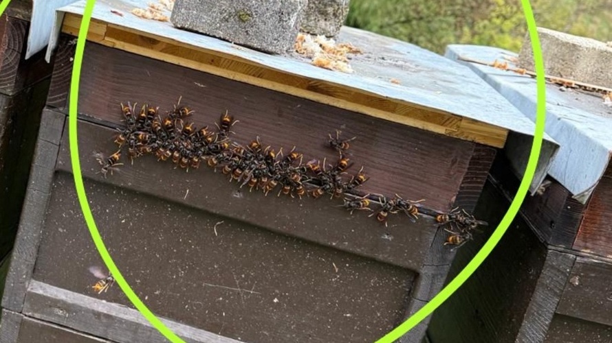 Bekämpfung der Asiatischen Hornisse