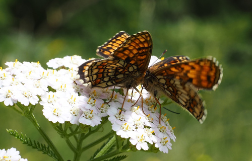 Aufwertung einer Trockenwiese zugunsten der Herbst-Wendelähre