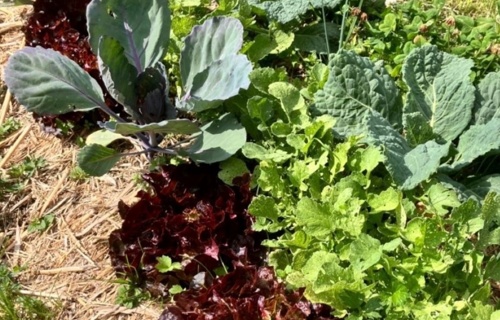 Verein "Der Kulturgarten" Appenzell