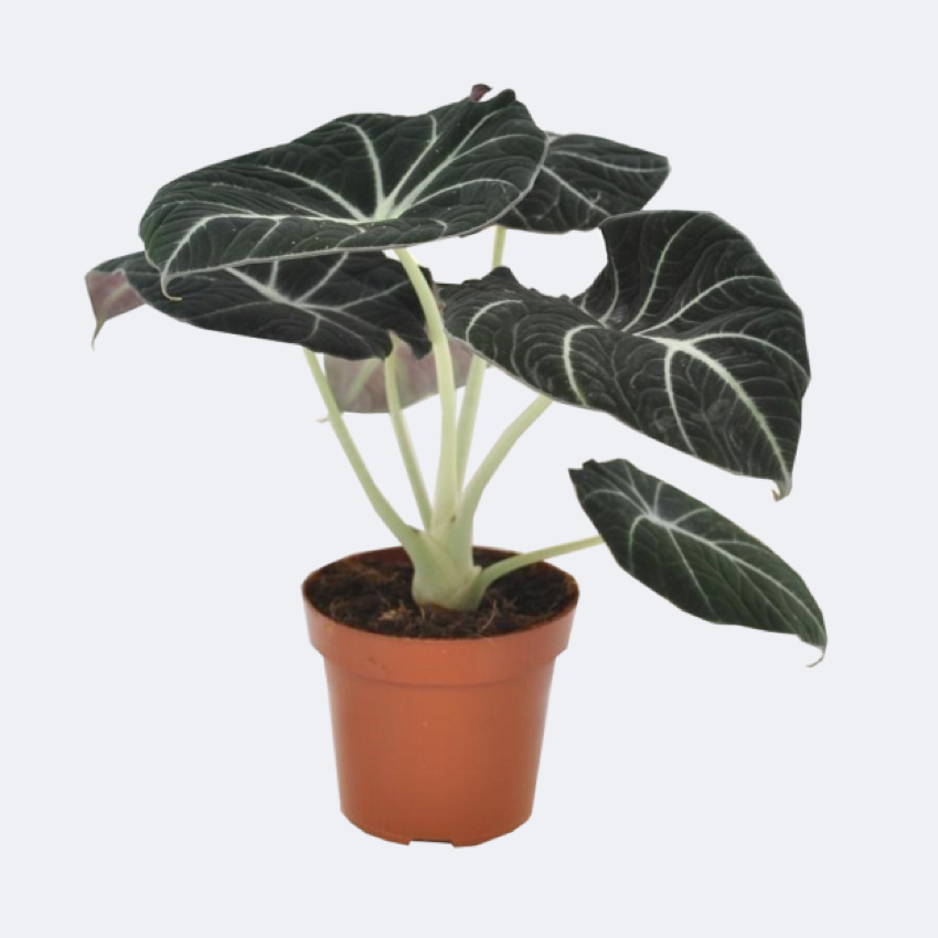 Eine Pflanze