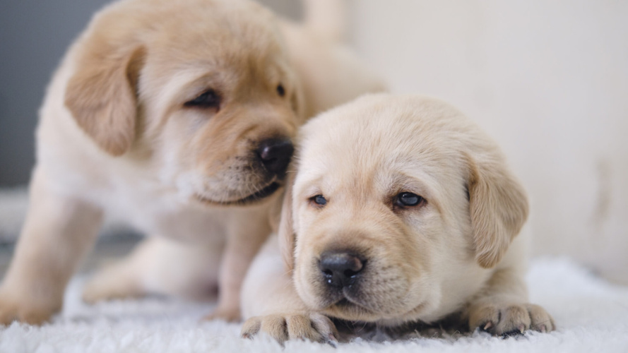 Lions - go4Dog - Assistenzhunde-Welpen mitfinanzieren