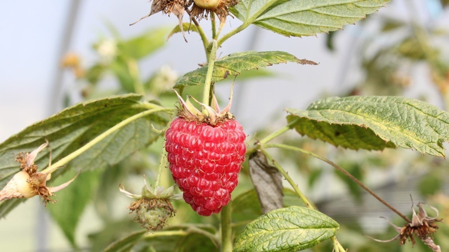 Umbau Schweinestall für nachhaltige Ernährung