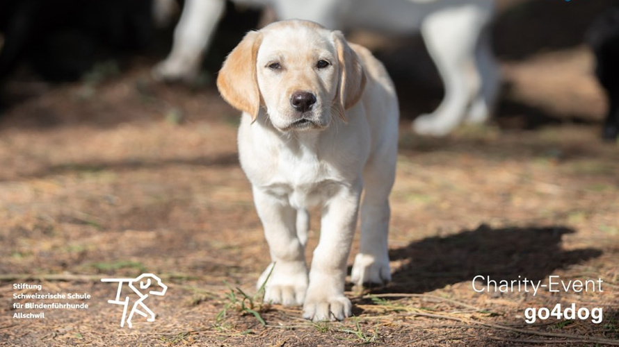 Lions - go4Dog - Assistenzhunde-Welpen mitfinanzieren