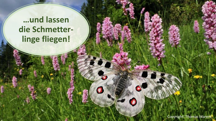 Förderung Braunkehlchen und Schmetterlinge