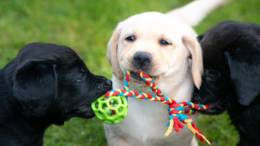 Lions - go4Dog - Assistenzhunde-Welpen mitfinanzieren