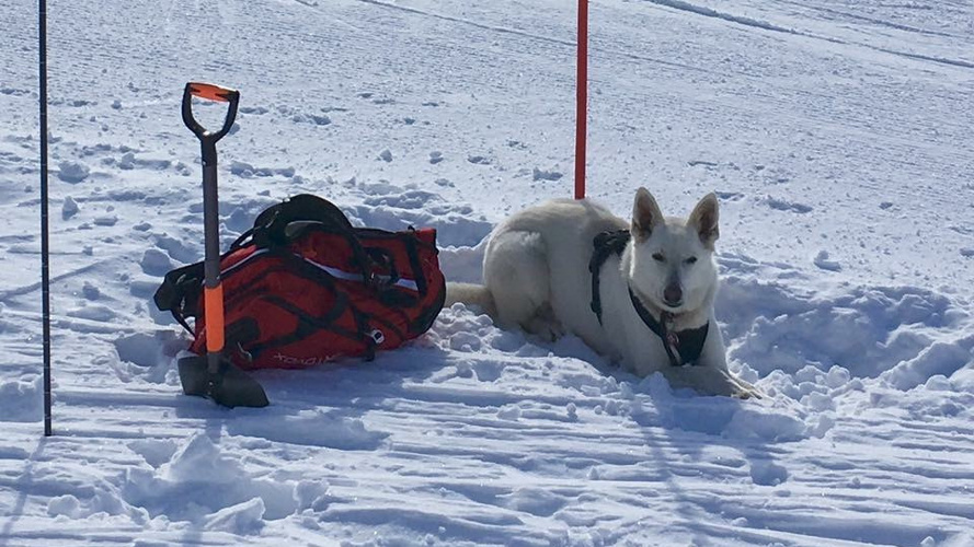 Neugestaltung Hunde-Trainingsplatz in St. Niklaus