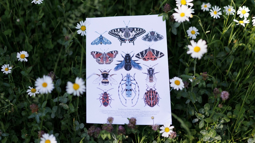 Wildbienenparadies - Blumen für kleine Helden