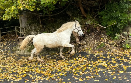 Rigi Kaltbad Sanierung Stalldecke Pferdestall erhalt Tradition