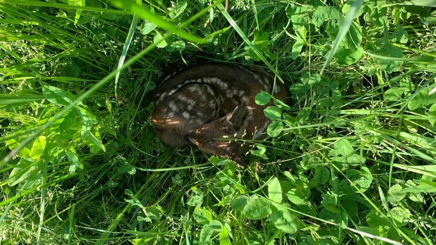 Rehkitz-Rettung mit Drohnen Sensebezirk