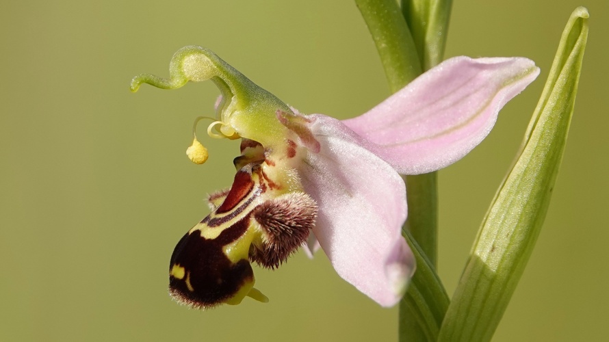 Jubiläumsschrift 100 Jahre Natur- und Vogelschutzverein Zeiningen