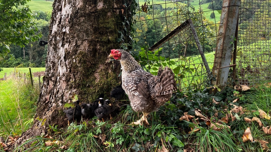 Feuer & Bohne für den Hofanschluss