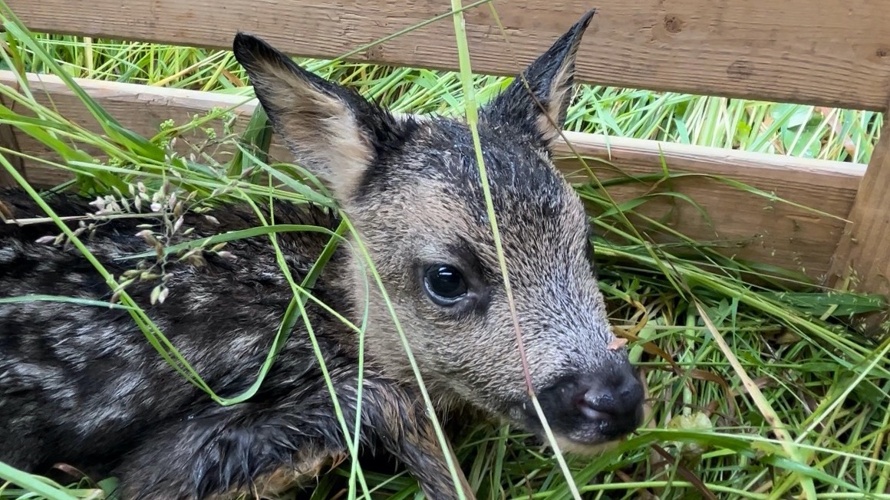 Search and Rescue mit Drohne