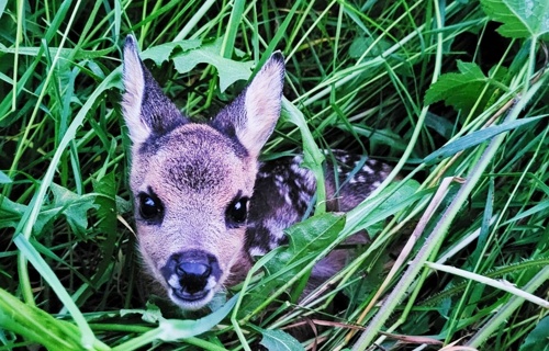 SOS Faons Neuchâtel