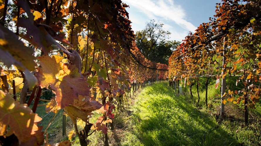 Die Natur hält nicht an! Help us, drink local!