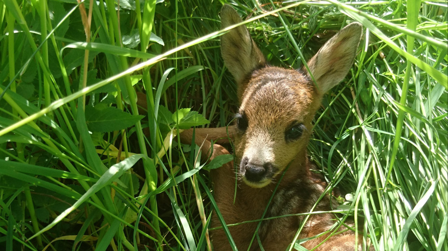 Drohne Rehkitzrettung Zäziwil/Reutenen/Oberhünigen