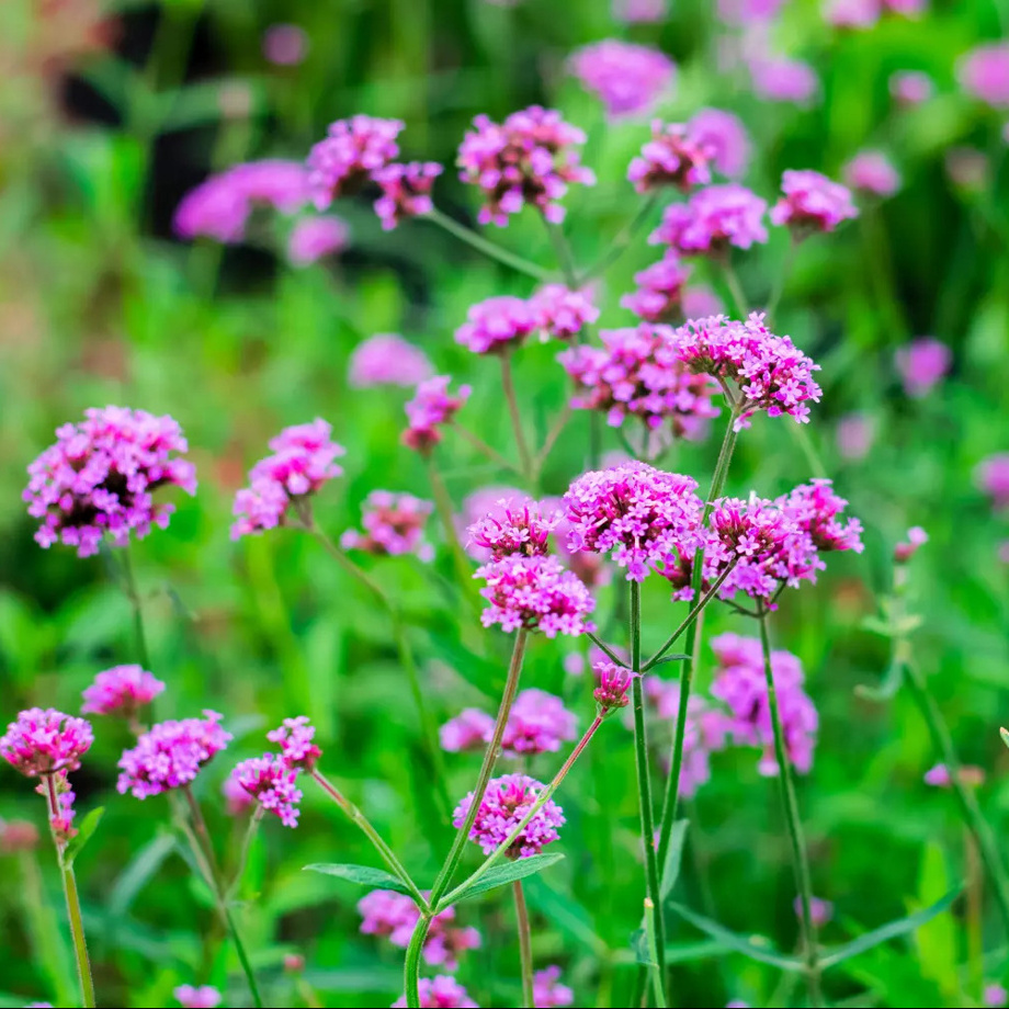 Parrainage d'une Verveine officinale