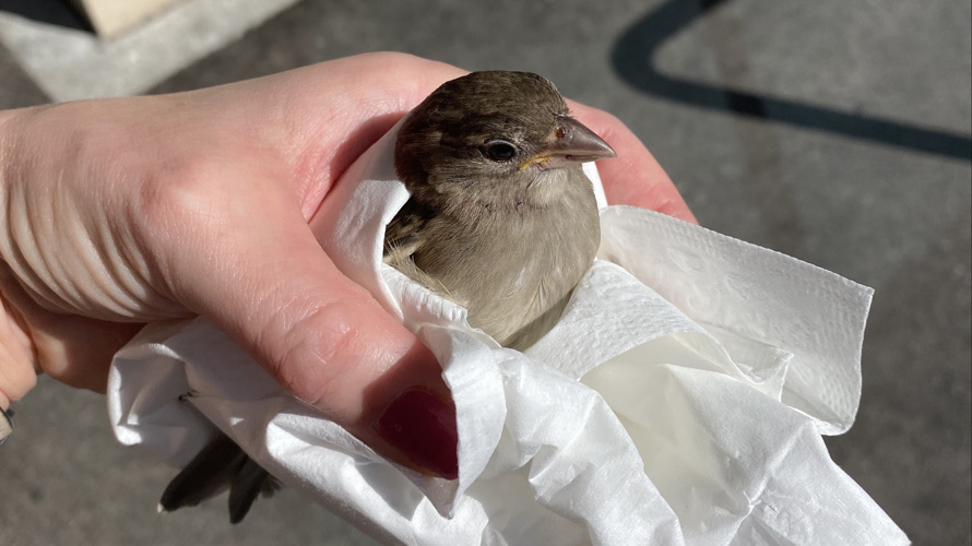 Hilfe für verletzte Singvögel und Jungvögel