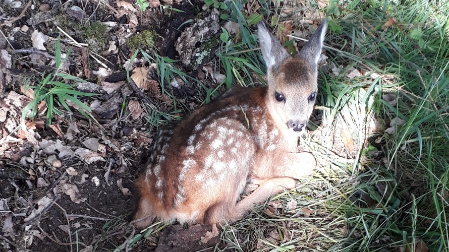 Drohne für Rehkitzrettung